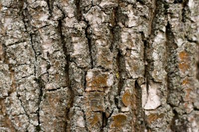 old tree bark