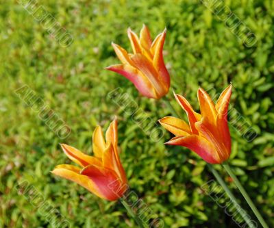 Three orange tulips