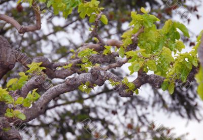 Tree branch