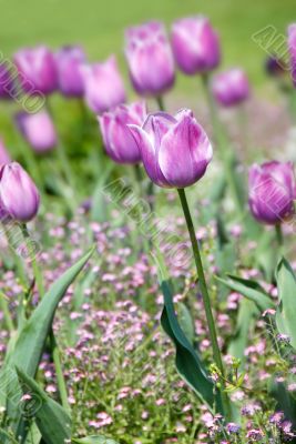 Purple tulips background