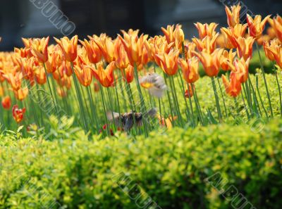 Sparrows among orange tulips