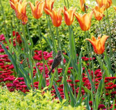 Sparrow among orange tulips
