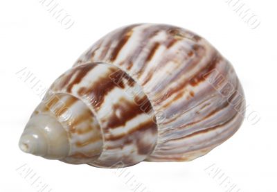 seashell