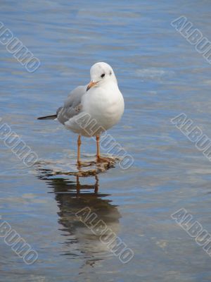 Seagull looking in water mirror