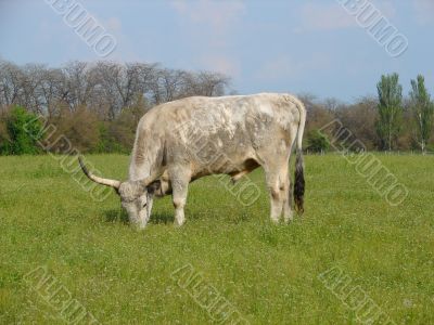 Bullock on the field