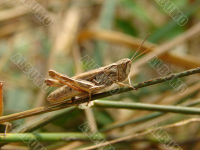 Grasshopper on a straw