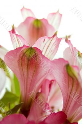 Magenta amaryllis petals