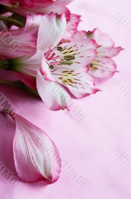 Magenta amaryllis