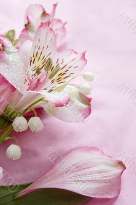 Magenta amaryllis and snowdrops Magenta amaryllis and snowdrops