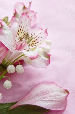 Magenta amaryllis and snowdrops