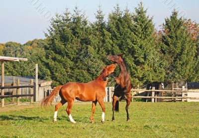 Fighting Horses