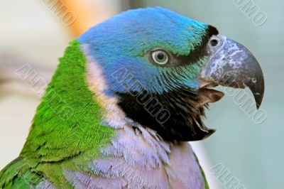 Screaming Parrot Screaming Parrot