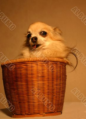 chihuahua in baskett