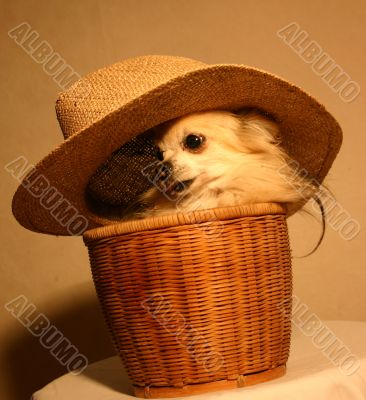 chihuahua in baskett with hat