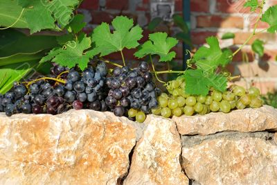 grapes over stone fence
