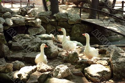 White gooses on stones
