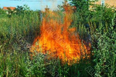 Fire in green grass