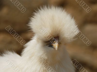 silkie chicken