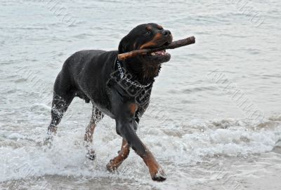 rottweiler playing in the sea