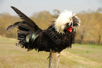 Polish crested chicken