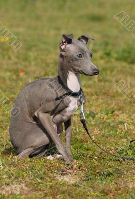 puppy purebred italian greyhound