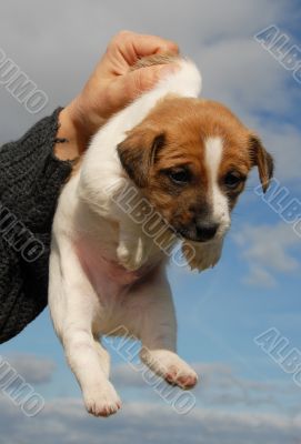 puppy jack russel terrier