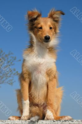 puppy shetland sheepdog
