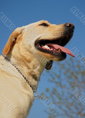 labrador retriever