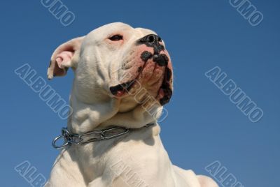 American bulldog