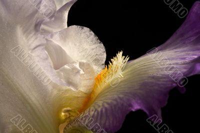 Bearded Iris Closeup - DSC_2018