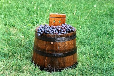 Grapes in wood barrel
