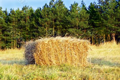 Wafer of hay