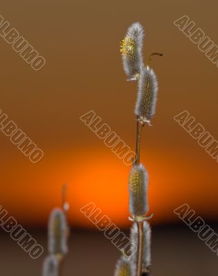 willow ans sun willow ans sun