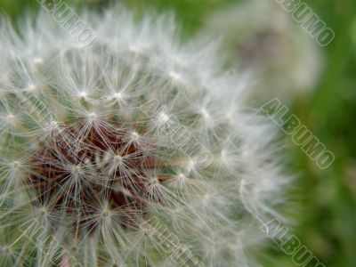 Dandelion Seed Head