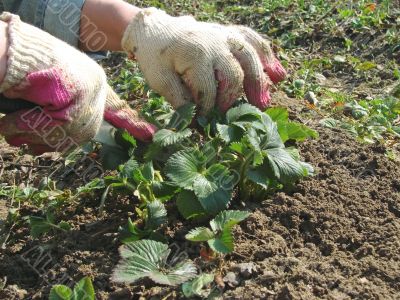 gardening