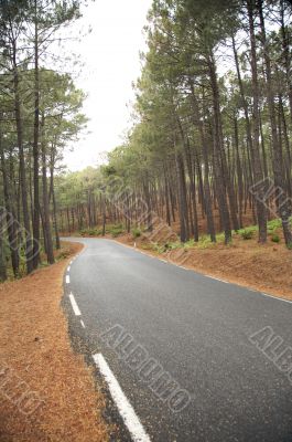 forest with road
