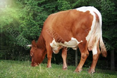 Grazing cow