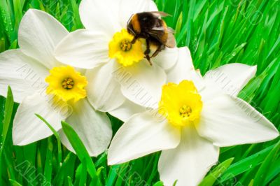 An insect is a bumble-bee An insect is a bumble-bee