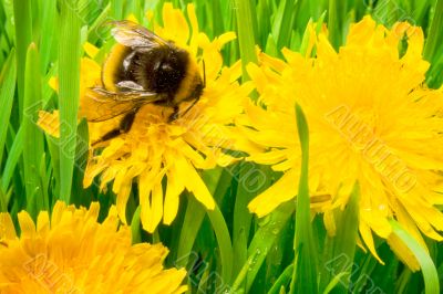 An insect is a bumble-bee An insect is a bumble-bee