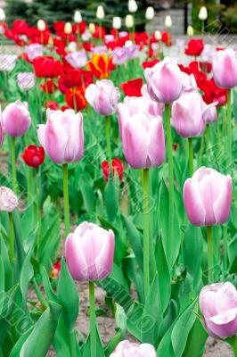 tulips flowerings