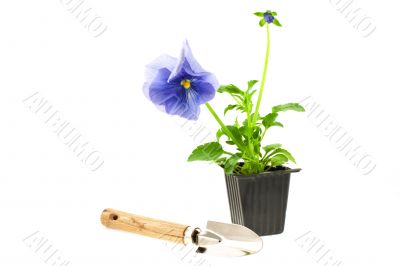 violet pansy`s sprout in plastic box and gardening tool
