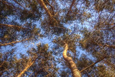 Pine forest near Moscow in winter at sunset