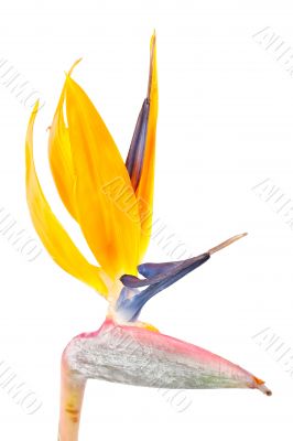 Bird of paradise flower, Strelitzia
