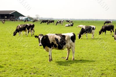 a lot of cows in a fresh meadow field a lot of cows in a fresh meadow field