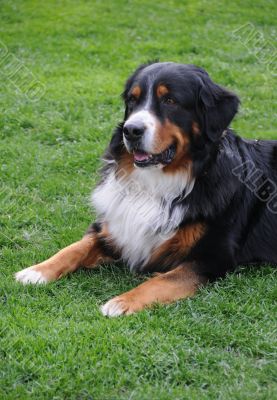 Dog - St Bernard Dog - St Bernard
