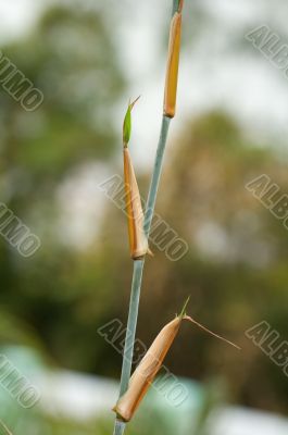 Detail of bamboo foliage