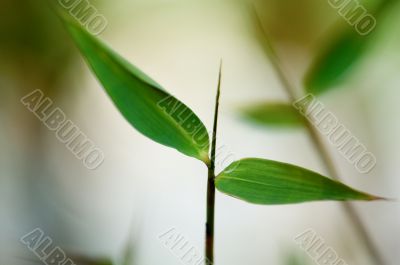 Detail of bamboo foliage