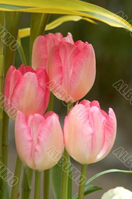 Pink tulips