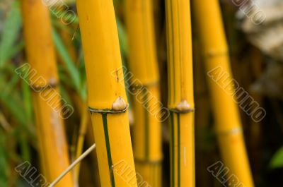 Bamboo