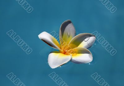 Frangipani flower Frangipani flower